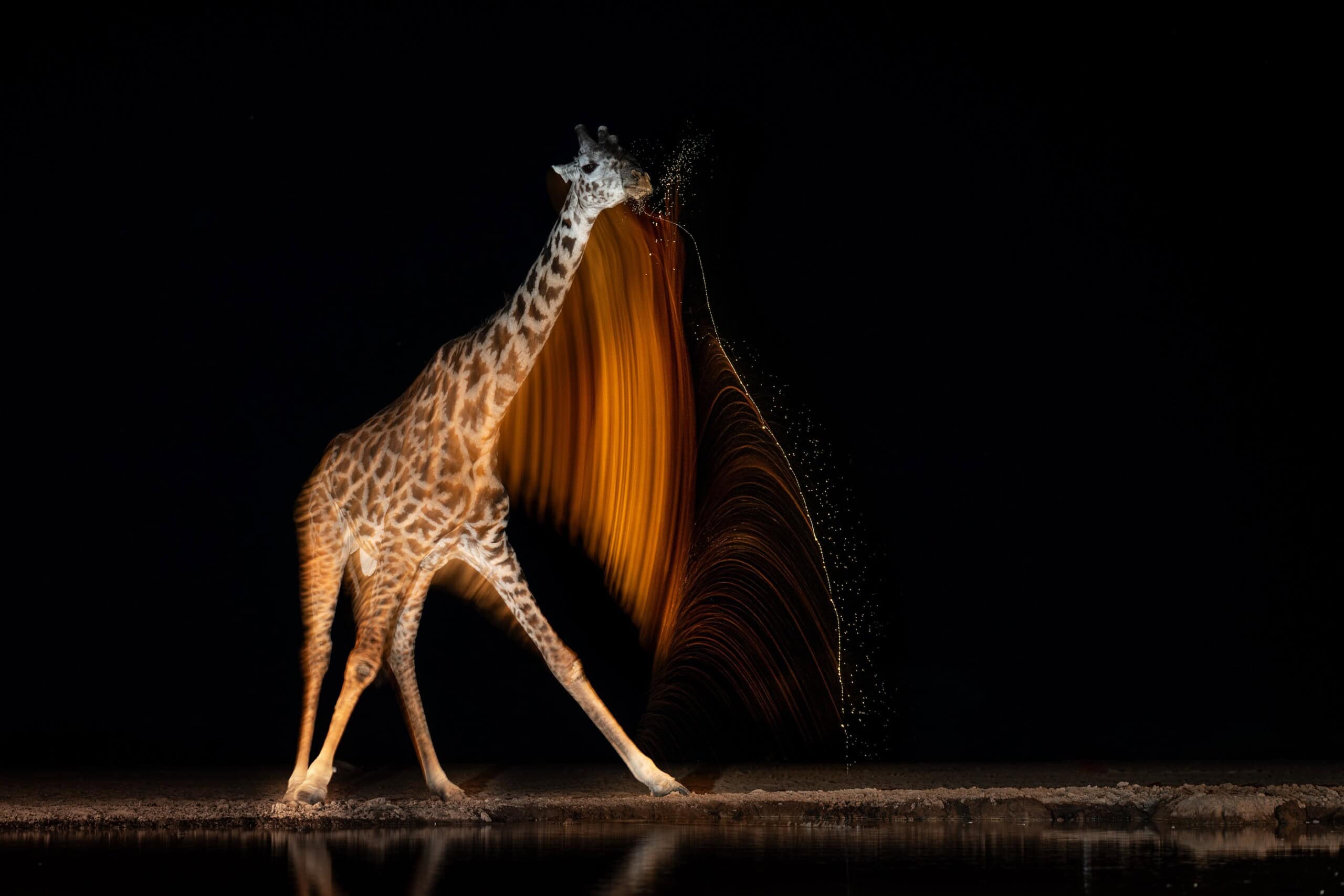 Join the conservation movement by purchasing a piece from a world-class wildlife photo sale